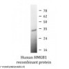 ARG70220 Arigo 激活用 HMGB1 活性蛋白