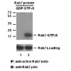 26923 Rab7-GTP 小鼠单抗/活性抗体现货