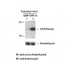 Rab4A-GTP 小鼠单抗/抗体文献