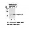 Rheb-GTP 小鼠单抗/现货antibody