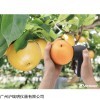 PAL-HIKARi12 日本爱拓梨子无损糖度计 梨子糖分含量仪
