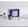 48T/96t 小鼠Ⅲ型前胶原肽(PⅢNP)ELISA试剂盒