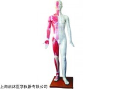 QS-XC501 教学人体经络模型,人体针灸模拟人,假人