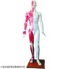 QS-XC501 教学人体经络模型,人体针灸模拟人,假人