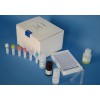 48T/96t 大鼠血栓調節蛋白(TM)ELISA試劑盒