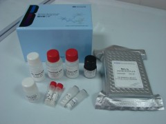 β-半乳糖苷酶染色试剂盒(组织专用)