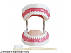 BIX/HY 牙齿护理保健模型