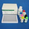 48t/96t 小鼠克拉拉细胞蛋白(CC16)ELISA试剂盒
