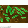 YS-J6625​ Paenibacillus aestuarii说明书