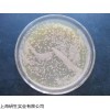 YS-J6634​ 铜绿假单胞菌PAO1价格