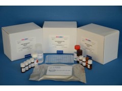 48t/96t 大鼠雌三醇(E3)ELISA试剂盒现货供应