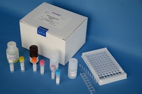 大鼠白三烯C4(LTC4)ELISA试剂盒说明书价格