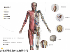 安徽耀坤3DBody 解剖学仿真虚拟实验系统