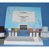 48t/96t 兔血纤蛋白原(Fbg)ELISA试剂盒使用说明书