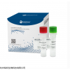 Biosharp ROS活性氧检测试剂盒
