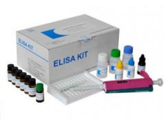 48t/96t 豚鼠内皮素1(ET-1)ELISA试剂盒