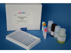 48t/96t 犬骨桥素(OPN)ELISA试剂盒检测说明书