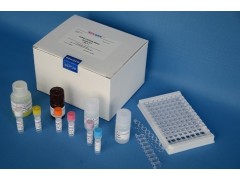 48t/96t 兔水通道蛋白4(AQP4)ELISA试剂盒