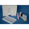 48t/96t 小鼠肾上腺素(EPI)ELISA试剂盒使用说明书