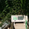 SY-QK1000植物气孔计 植物叶片呼吸率测试仪