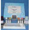 48t/96t 小鼠氢化可的松(HYD)ELISA试剂盒使用说明书