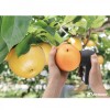 PAL-HIKARi12 梨子水果无损糖度计 近红外水果糖度仪