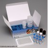 ON0021 失忆性贝类毒素ASP检测试剂盒