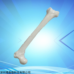 人工合成股骨模型 Synbone
