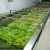 蔬菜清洗机瓜果蔬菜清洗机菌类药材清洗机